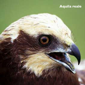 Aquila Reale